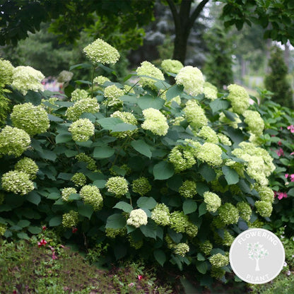  Hydrangea Paniculata 'little Lime' - Hortensia Panache - Arbuste - Rustique – ⌀19 Cm - ↕35-45 Cm