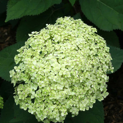  Hydrangea Paniculata 'little Lime' - Hortensia Panache - Arbuste - Rustique – ⌀19 Cm - ↕35-45 Cm