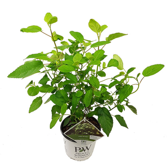  Hydrangea Paniculata 'little Lime' - Hortensia Panache - Arbuste - Rustique – ⌀19 Cm - ↕35-45 Cm