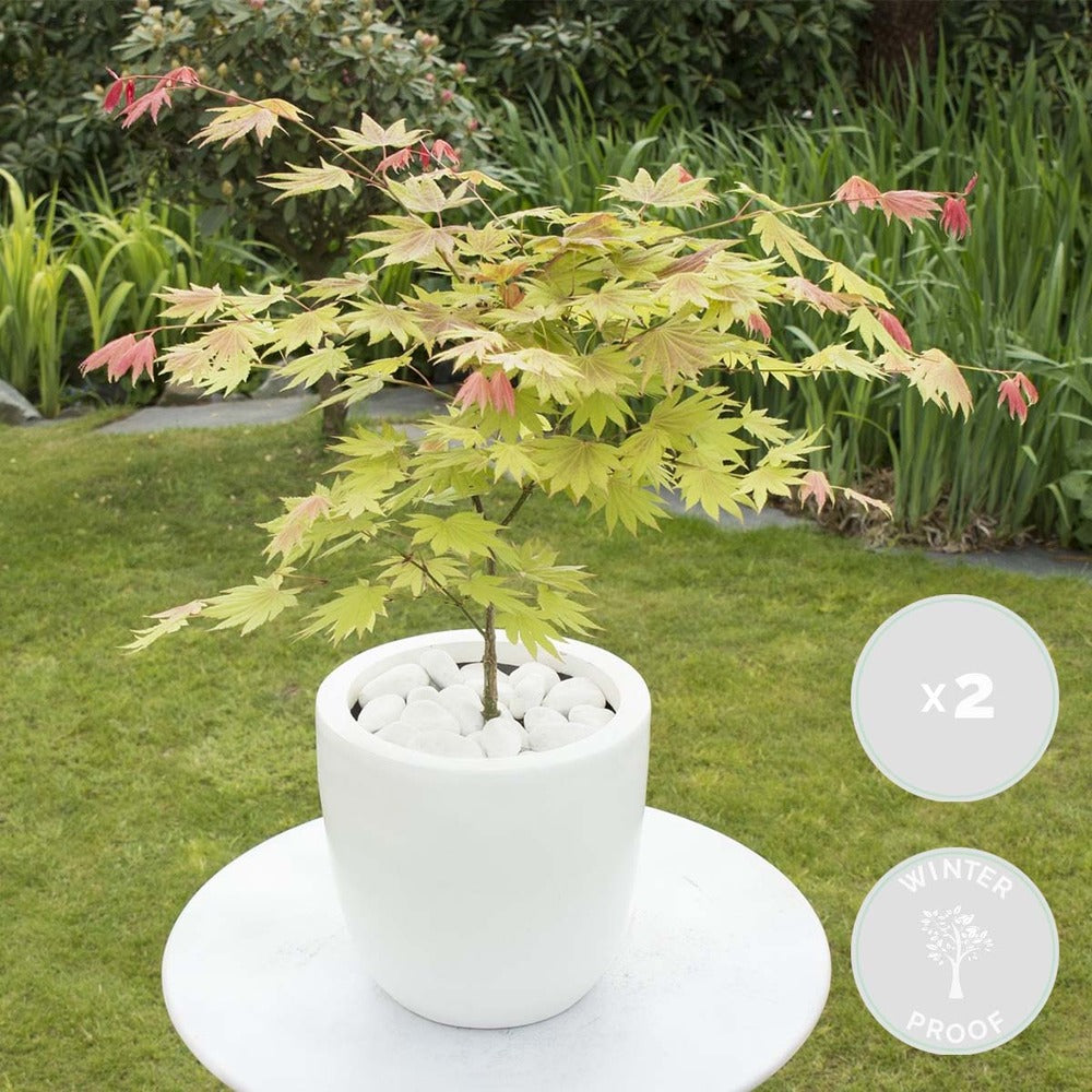  2x Acer Shirasawanum 'moonrise' - érable Du Japon - Arbuste - Rustique - ⌀19 Cm - ↕40-50 Cm