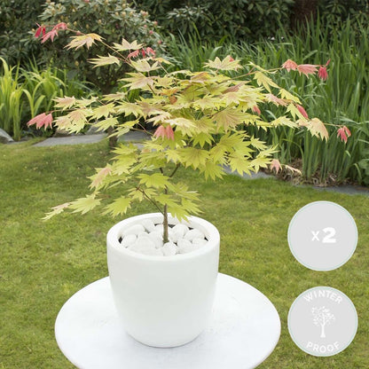  2x Acer Shirasawanum 'moonrise' - érable Du Japon - Arbuste - Rustique - ⌀19 Cm - ↕40-50 Cm