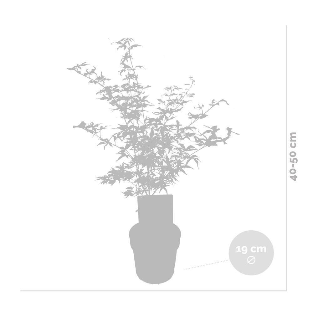  2x Acer Shirasawanum 'moonrise' - érable Du Japon - Arbuste - Rustique - ⌀19 Cm - ↕40-50 Cm