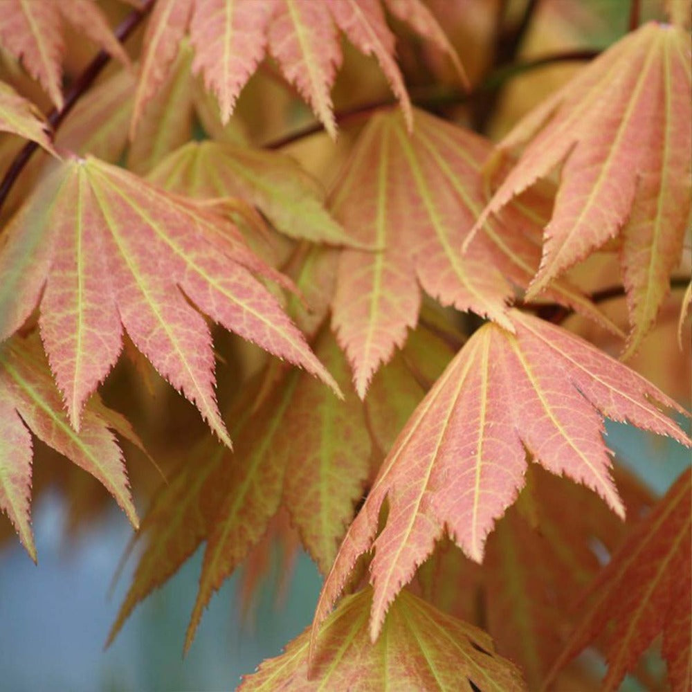  2x Acer Shirasawanum 'moonrise' - érable Du Japon - Arbuste - Rustique - ⌀19 Cm - ↕40-50 Cm