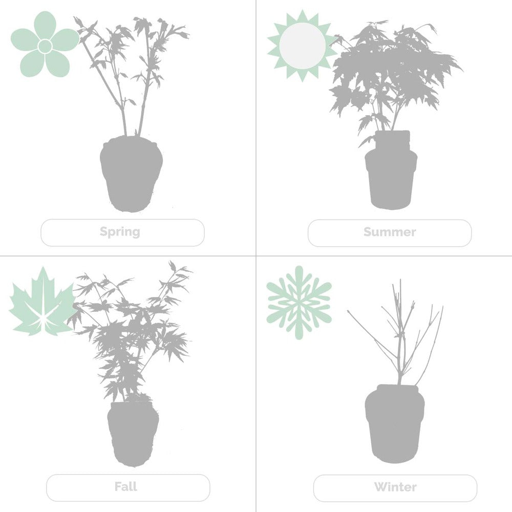  2x Acer Shirasawanum 'moonrise' - érable Du Japon - Arbuste - Rustique - ⌀19 Cm - ↕40-50 Cm