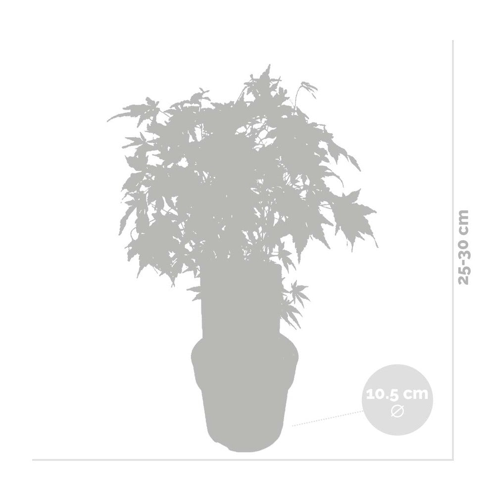  Acer Palmatum 'going Green' - érable Du Japon - Arbuste - Rustique – ⌀10,5 Cm - ↕25-30 Cm