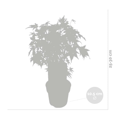  Acer Palmatum 'going Green' - érable Du Japon - Arbuste - Rustique – ⌀10,5 Cm - ↕25-30 Cm