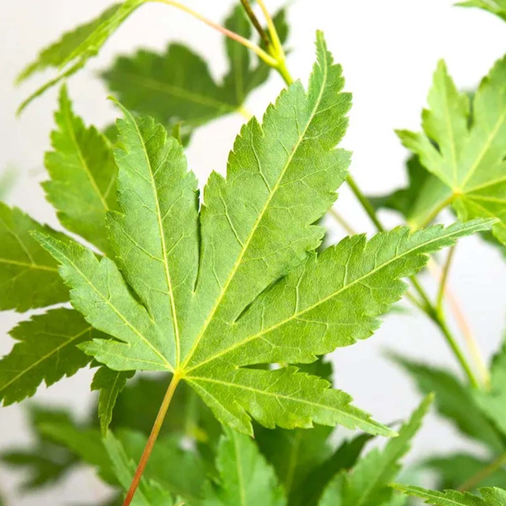  Acer Palmatum 'going Green' - érable Du Japon - Arbuste - Rustique – ⌀10,5 Cm - ↕25-30 Cm