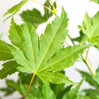  Acer Palmatum 'going Green' - érable Du Japon - Arbuste - Rustique – ⌀10,5 Cm - ↕25-30 Cm