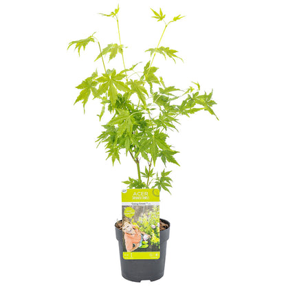  Acer Palmatum 'going Green' - érable Du Japon - Arbuste - Rustique – ⌀10,5 Cm - ↕25-30 Cm