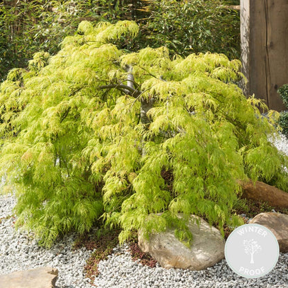 Acer Palmatum 'going Green' - érable Du Japon - Arbuste - Rustique – ⌀10,5 Cm - ↕25-30 Cm