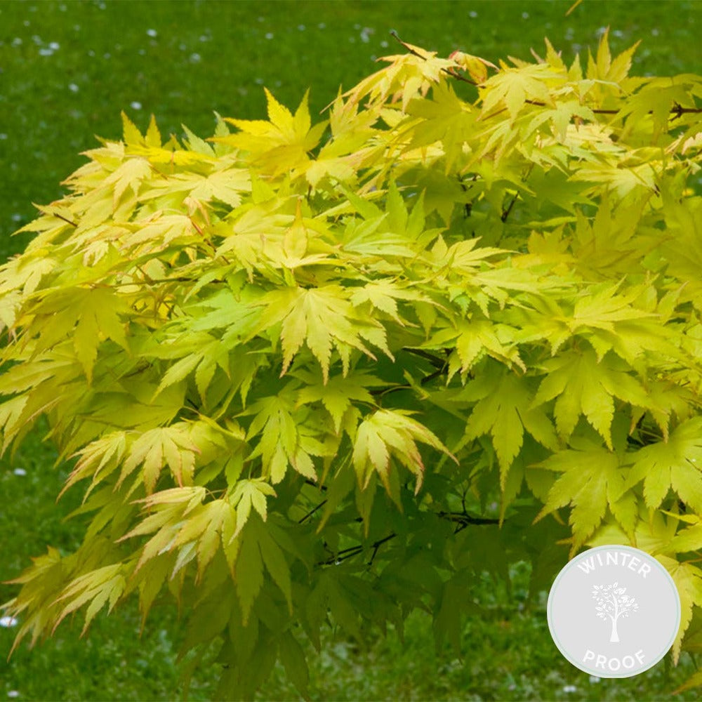  Acer Palmatum 'orange Dream' - érable Du Japon - Arbuste - Rustique - ⌀15 Cm - ↕30-40 Cm