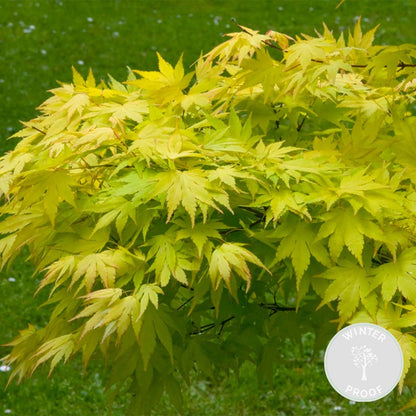  Acer Palmatum 'orange Dream' - érable Du Japon - Arbuste - Rustique - ⌀15 Cm - ↕30-40 Cm