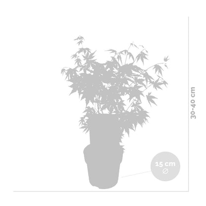  Acer Palmatum 'orange Dream' - érable Du Japon - Arbuste - Rustique - ⌀15 Cm - ↕30-40 Cm