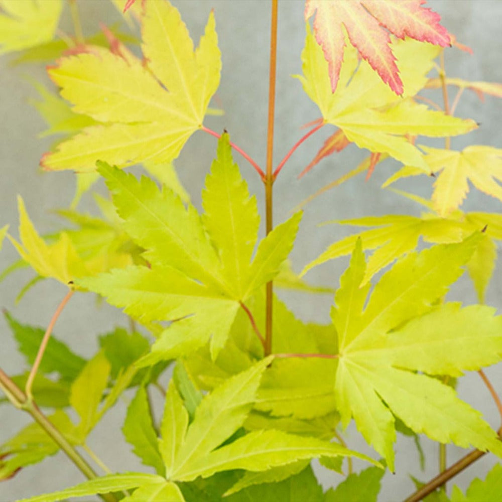  Acer Palmatum 'orange Dream' - érable Du Japon - Arbuste - Rustique - ⌀15 Cm - ↕30-40 Cm