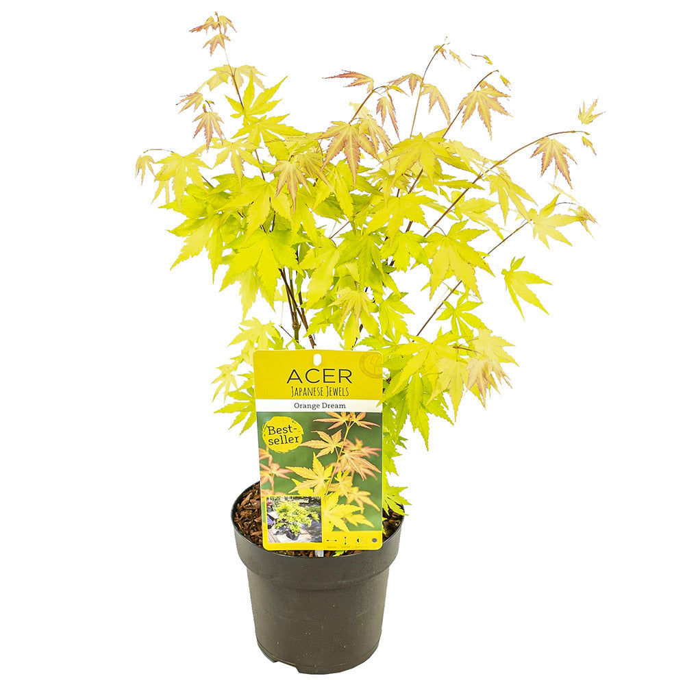  Acer Palmatum 'orange Dream' - érable Du Japon - Arbuste - Rustique - ⌀15 Cm - ↕30-40 Cm