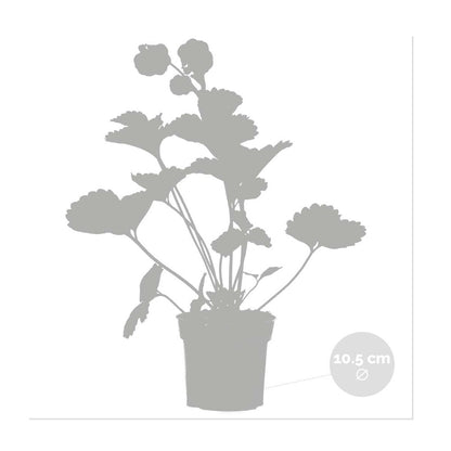  3x Fragaria 'pink Summer Breeze' – Fraisier – Entretien Facile – ⌀10,5 Cm - ↕15-20 Cm