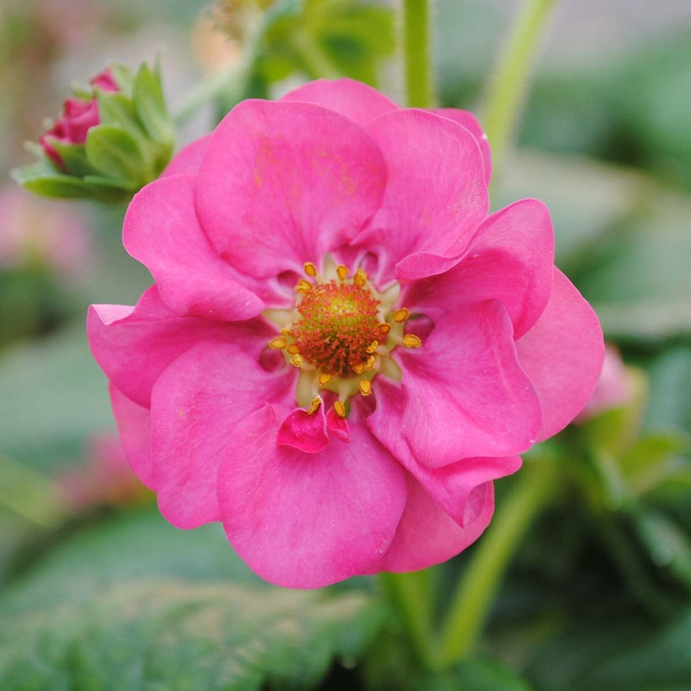  3x Fragaria 'pink Summer Breeze' – Fraisier – Entretien Facile – ⌀10,5 Cm - ↕15-20 Cm
