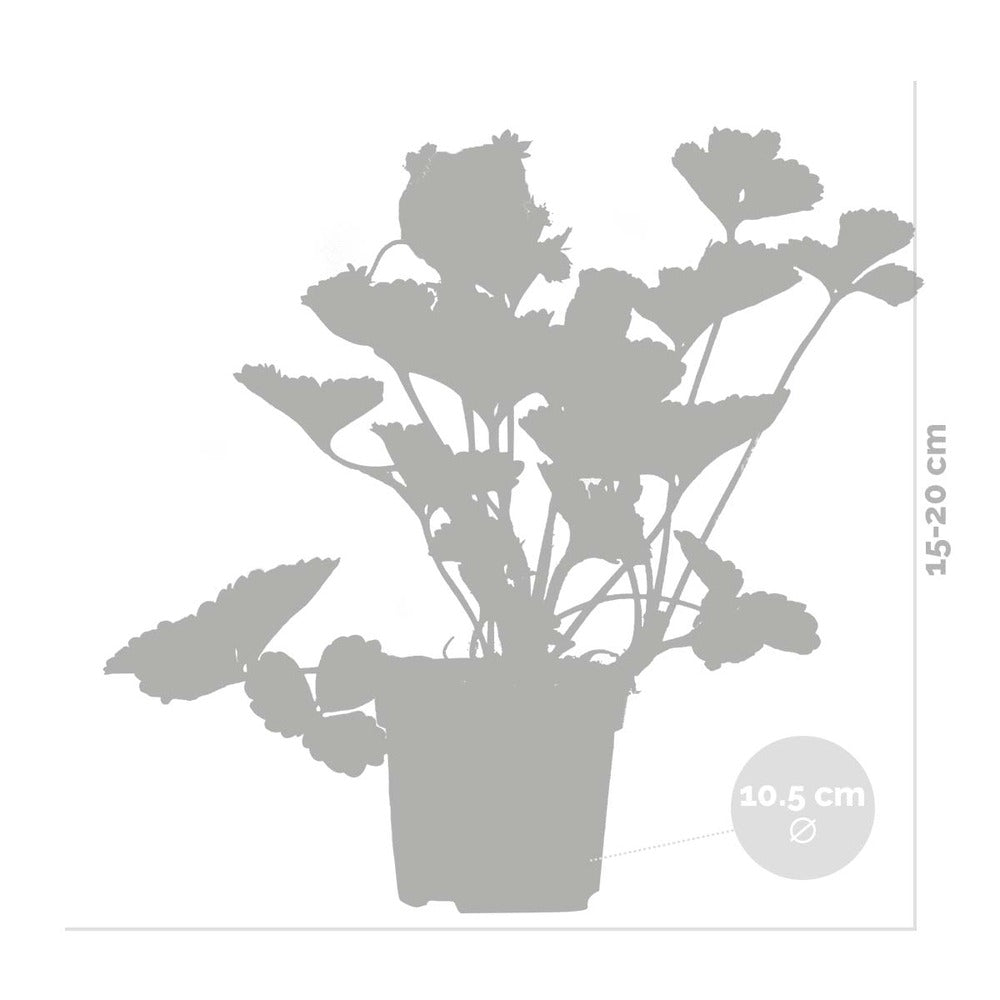  3x Fragaria 'snow Summer Breeze' – Fraisier – Entretien Facile – ⌀10,5 Cm - ↕15-20 Cm