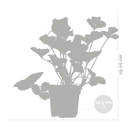  3x Fragaria 'snow Summer Breeze' – Fraisier – Entretien Facile – ⌀10,5 Cm - ↕15-20 Cm