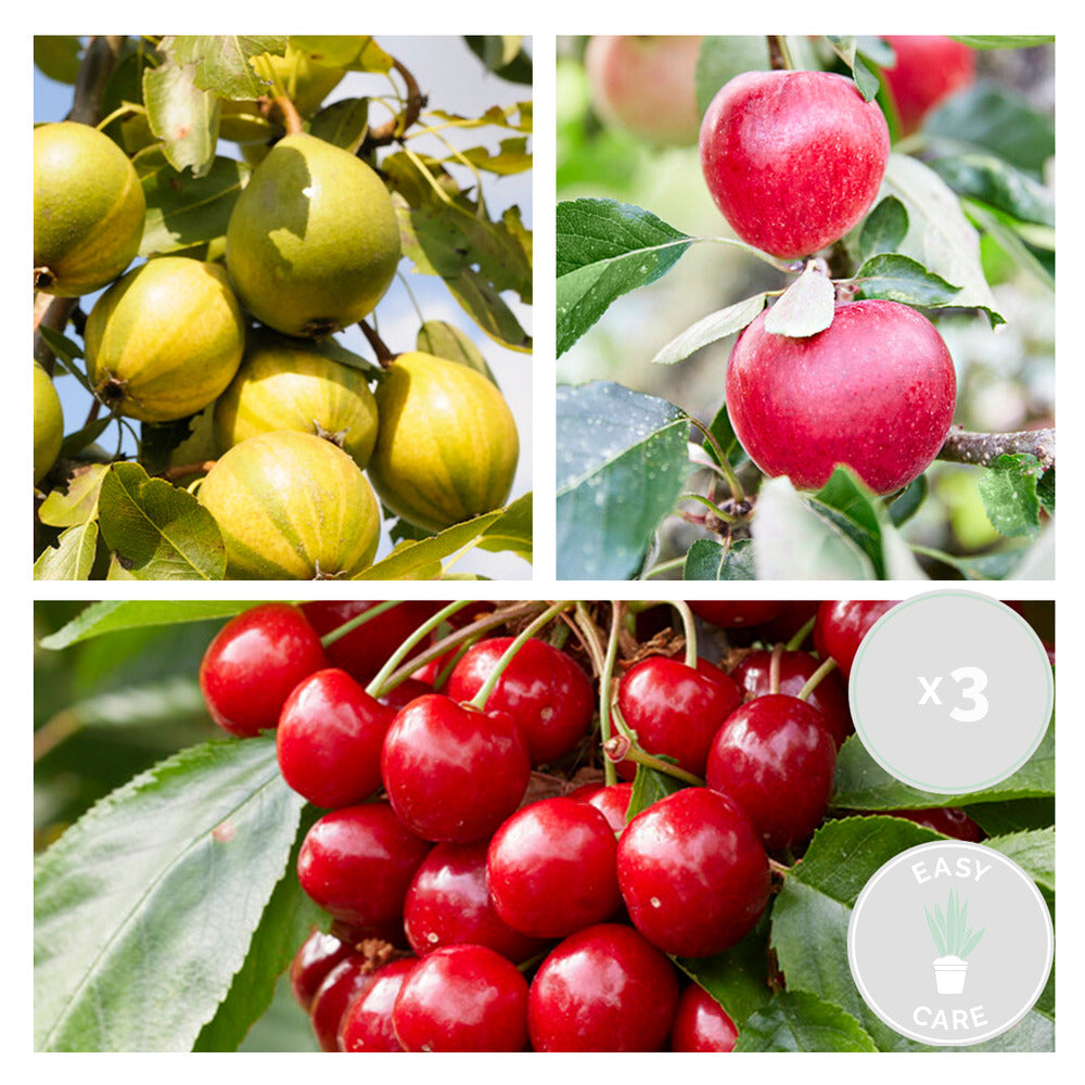  3x Mini Fruit Mix – Arbres Fruitiers – Facile D'entretien – ⌀9 Cm - ↕30-35 Cm