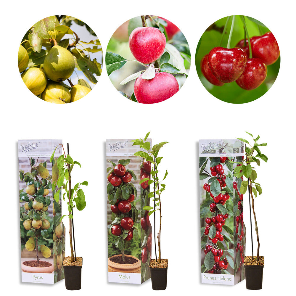  3x Mini Fruit Mix – Arbres Fruitiers – Facile D'entretien – ⌀9 Cm - ↕30-35 Cm