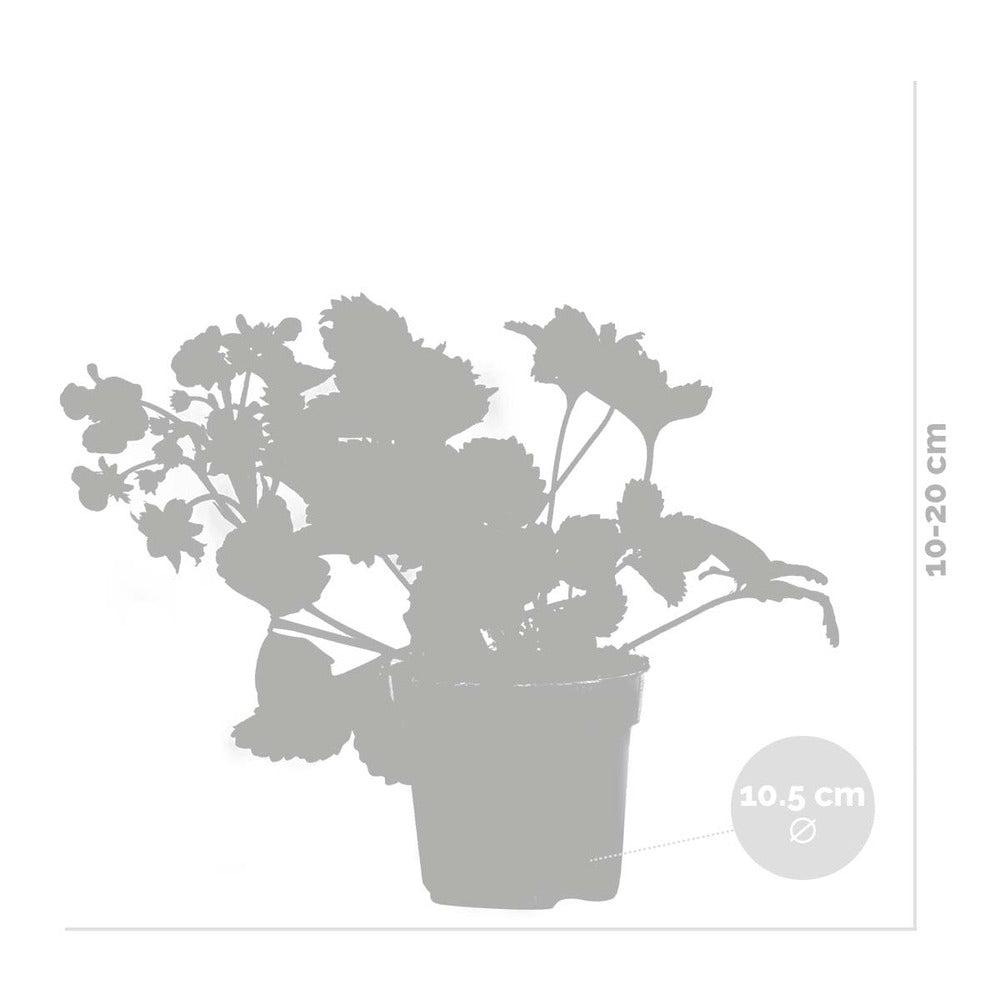  3x Fragaria 'red Summer Breeze' – Fraisier – Entretien Facile – ⌀10,5 Cm - ↕15-20 Cm