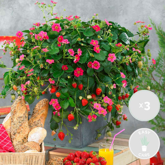  3x Fragaria 'red Summer Breeze' – Fraisier – Entretien Facile – ⌀10,5 Cm - ↕15-20 Cm