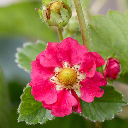  3x Fragaria 'red Summer Breeze' – Fraisier – Entretien Facile – ⌀10,5 Cm - ↕15-20 Cm