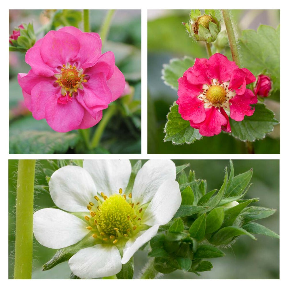  3x Fragaria Summer Breeze Mix – Fraisier – Facile D'entretien – ⌀10,5 Cm - ↕15-20 Cm