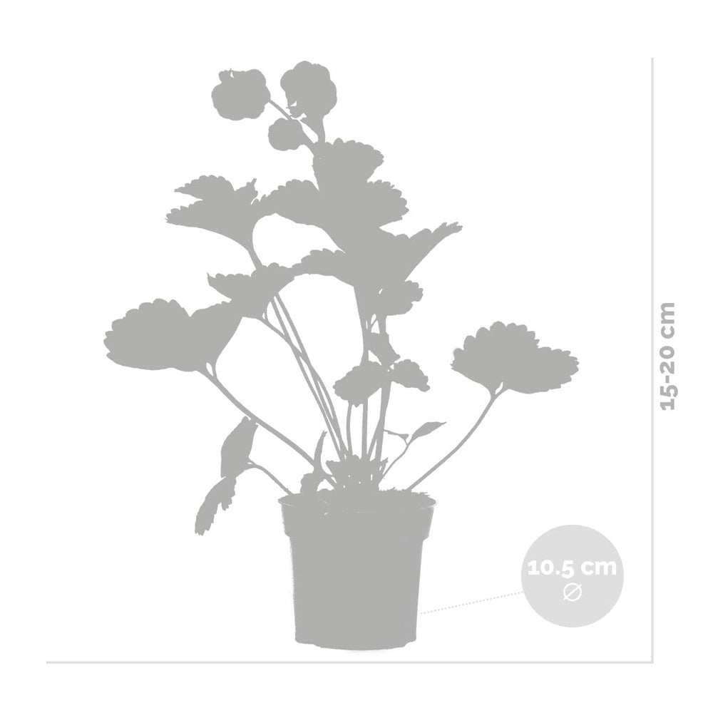  3x Fragaria Summer Breeze Mix – Fraisier – Facile D'entretien – ⌀10,5 Cm - ↕15-20 Cm