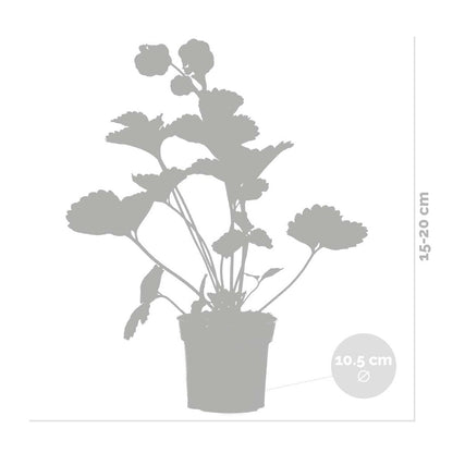  3x Fragaria Summer Breeze Mix – Fraisier – Facile D'entretien – ⌀10,5 Cm - ↕15-20 Cm