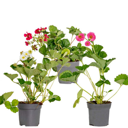  3x Fragaria Summer Breeze Mix – Fraisier – Facile D'entretien – ⌀10,5 Cm - ↕15-20 Cm
