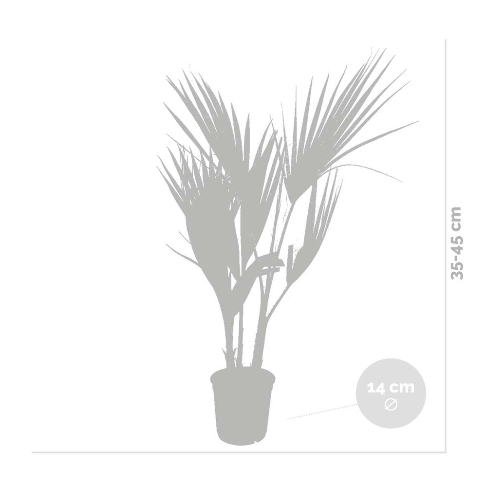  Washingtonia Robusta - Palmier Mexicain - Palmier Extérieur - Persistant – ⌀14 Cm - ↕35-45 Cm