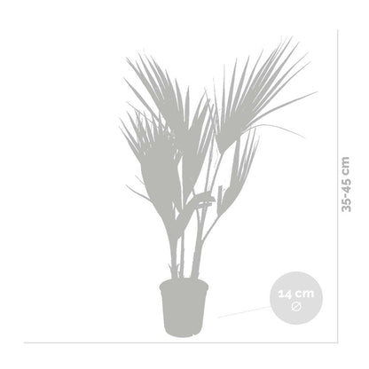  Washingtonia Robusta - Palmier Mexicain - Palmier Extérieur - Persistant – ⌀14 Cm - ↕35-45 Cm