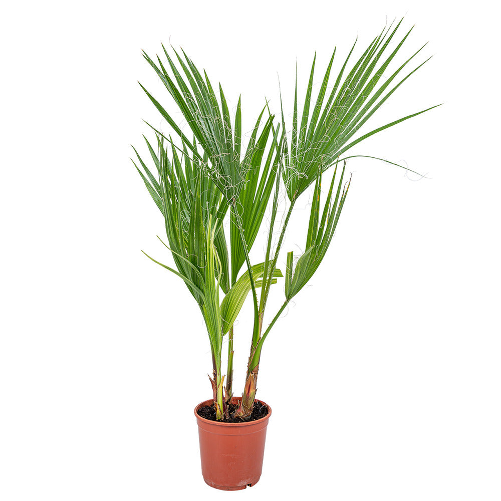  Washingtonia Robusta - Palmier Mexicain - Palmier Extérieur - Persistant – ⌀14 Cm - ↕35-45 Cm