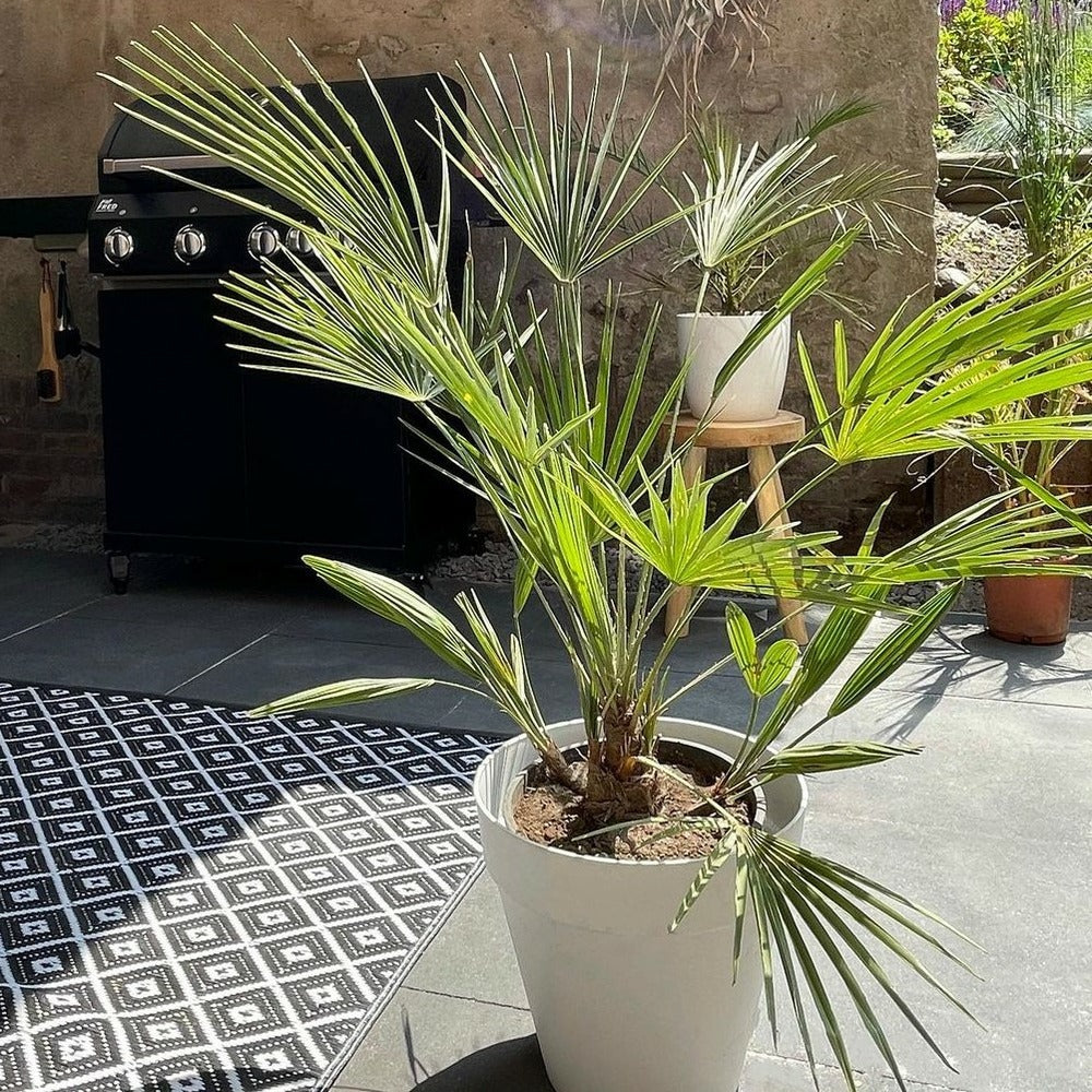  Washingtonia Robusta - Palmier Mexicain - Palmier Extérieur - Persistant – ⌀14 Cm - ↕35-45 Cm
