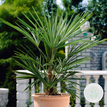  Washingtonia Robusta - Palmier Mexicain - Palmier Extérieur - Persistant – ⌀14 Cm - ↕35-45 Cm