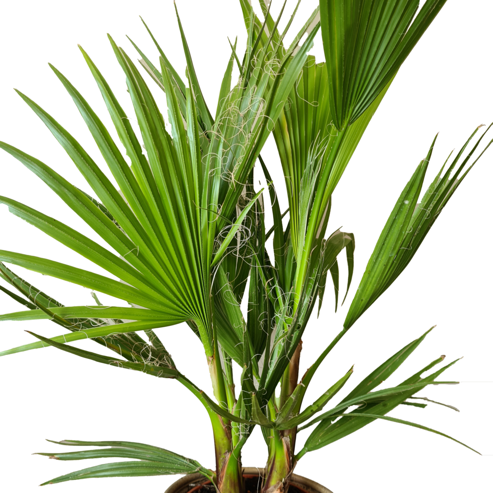  Washingtonia Robusta - Palmier Mexicain - Palmier Extérieur - Persistant – ⌀14 Cm - ↕35-45 Cm