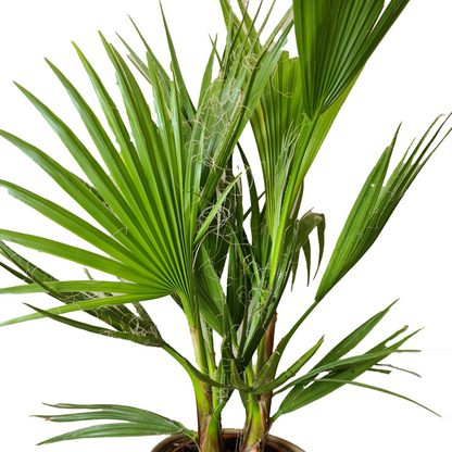  Washingtonia Robusta - Palmier Mexicain - Palmier Extérieur - Persistant – ⌀14 Cm - ↕35-45 Cm