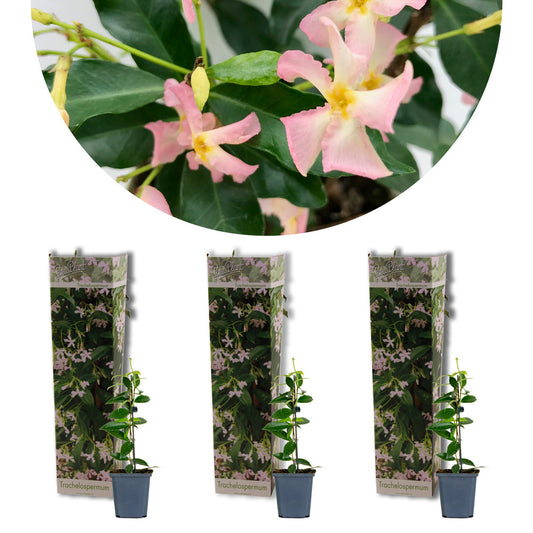  3x Trachelospermum 'pink Showers' – Jasmin De Toscane – Plante Grimpante – ⌀9 Cm - ↕15-20 Cm