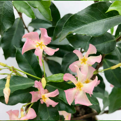  3x Trachelospermum 'pink Showers' – Jasmin De Toscane – Plante Grimpante – ⌀9 Cm - ↕15-20 Cm