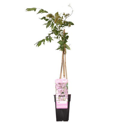  Wisteria Floribunda 'rosea' - Glycine Rose - Plantes Grimpantes - 50-70 Cm De Haut - Pot 15 Cm