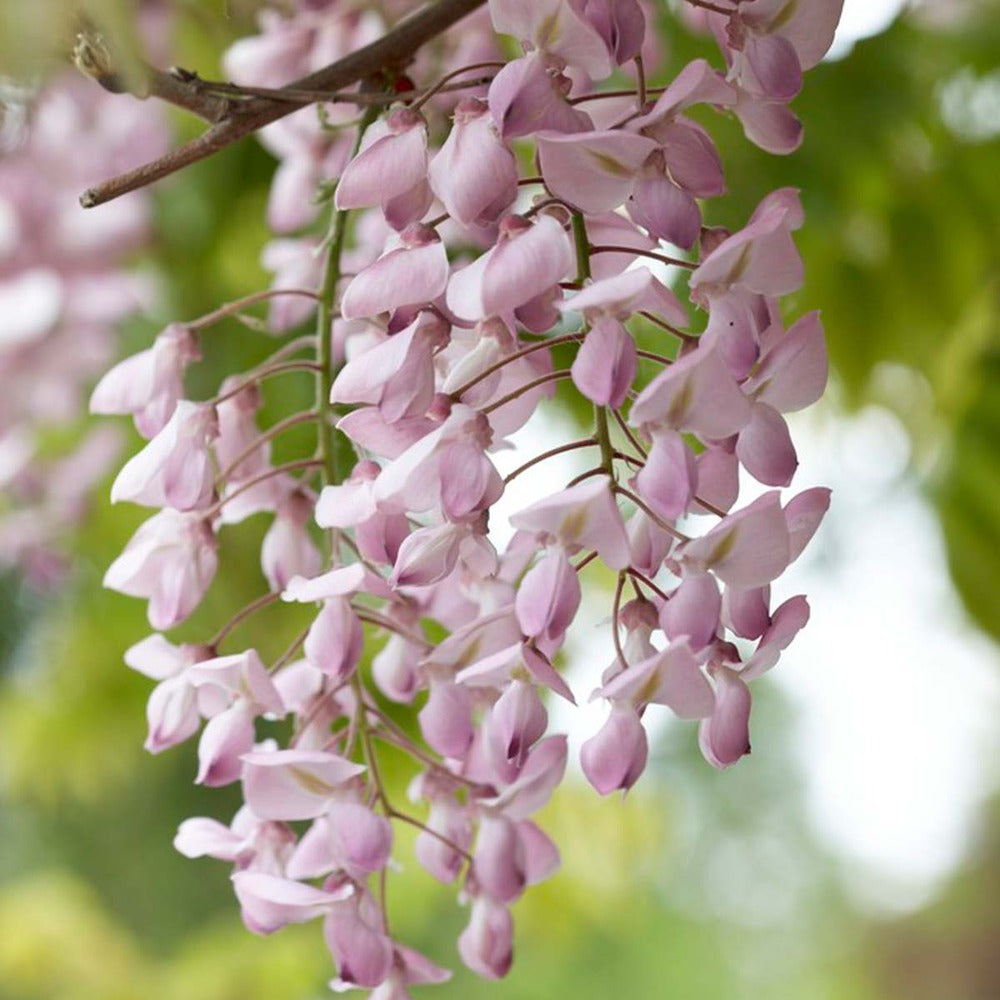  Wisteria Floribunda 'rosea' - Glycine Rose - Plantes Grimpantes - 50-70 Cm De Haut - Pot 15 Cm