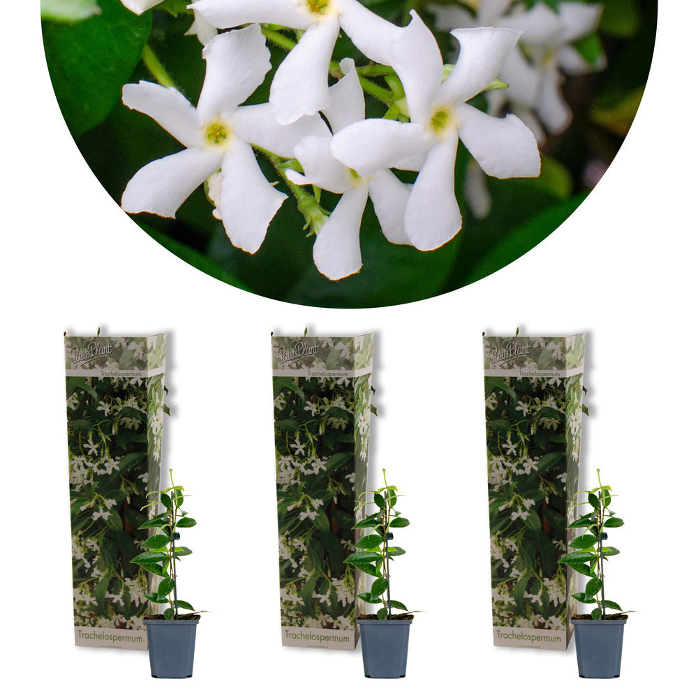  3x Trachelospermum Jasminoides – Jasmin De Toscane – Plante Grimpante – Rustique – ⌀9 Cm - ↕15-20 Cm