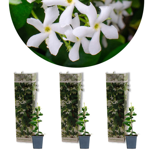  3x Trachelospermum Jasminoides – Jasmin De Toscane – Plante Grimpante – Rustique – ⌀9 Cm - ↕15-20 Cm