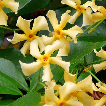 3x Trachelospermum Star Of Toscany – Jasmin De Toscane – Rustique – ⌀9 Cm - ↕15-20 Cm