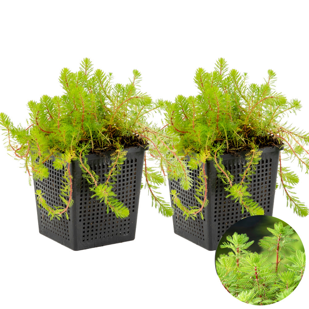  2x Myriophyllum 'red Stem' – Featherwort – Oxygen Plant – Zone 2 à 5 – ⌀11 Cm - ↕15-25 Cm