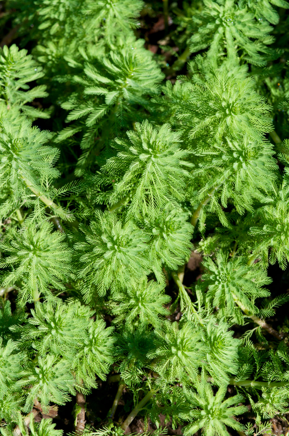  2x Myriophyllum 'red Stem' – Featherwort – Oxygen Plant – Zone 2 à 5 – ⌀11 Cm - ↕15-25 Cm