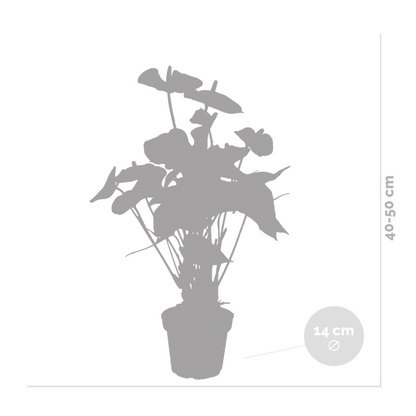  Anthurium 'aristo' Orange - Plante Flamingo - Entretien Facile - ⌀14 Cm - ↕45-55 Cm