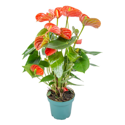  Anthurium 'aristo' Orange - Plante Flamingo - Entretien Facile - ⌀14 Cm - ↕45-55 Cm